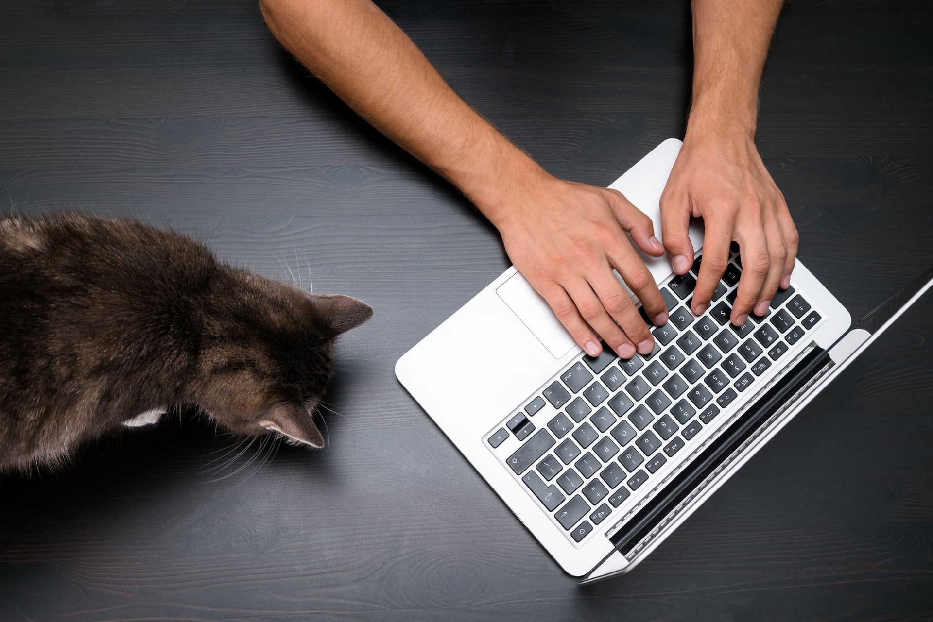 Man working in pet friendly office with cat by using a laptop computer on vintage wooden table. Hands typing on a keyboard. Top view, pet friendly business office workplace